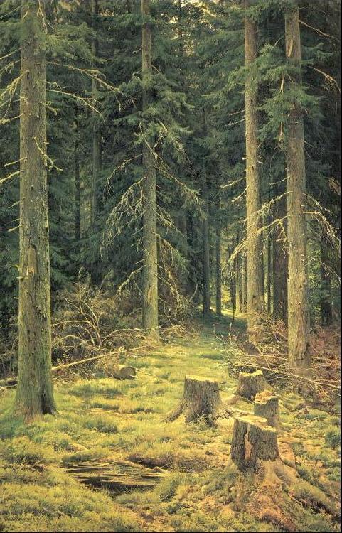 Ivan Shishkin Coniferous Forest